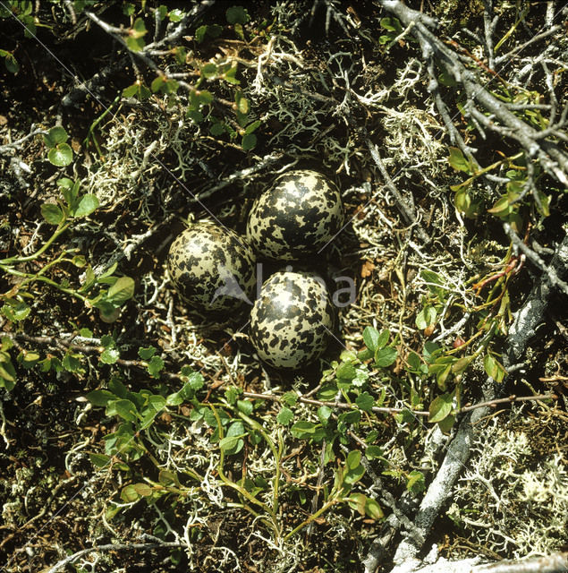 Bontbekplevier (Charadrius hiaticula)