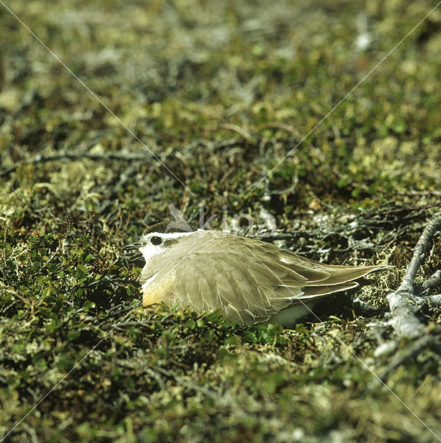 Ringed Plover (Charadrius hiaticula)