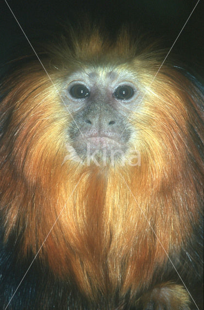 Goudkop leeuwaap (Leontopithecus chrysomelas)