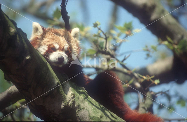 Kleine panda (Ailurus fulgens)