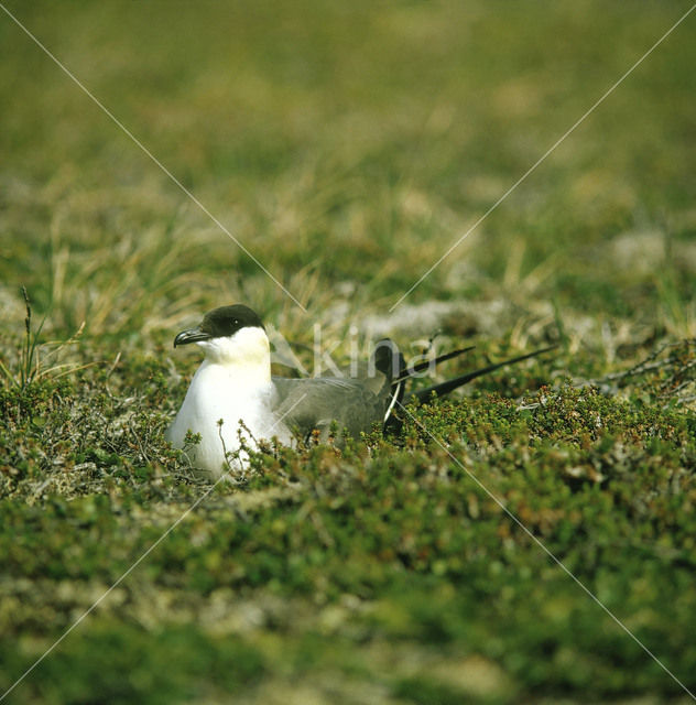 Long-tailed Jaeger (Stercorarius longicaudus)