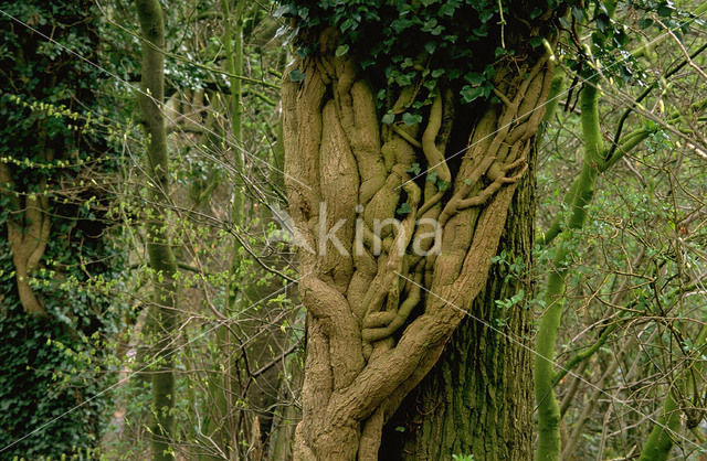 Common ivy (Hedera helix)
