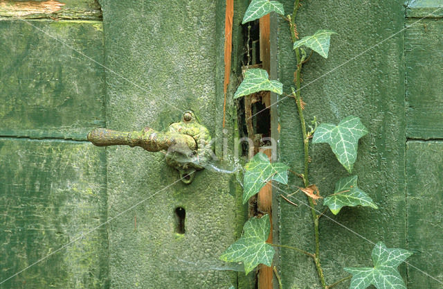 Common ivy (Hedera helix)