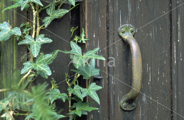 Common ivy (Hedera helix)