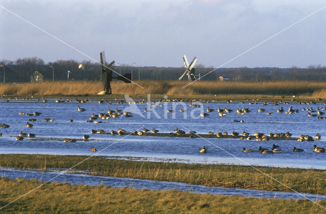 Lage land van Texel