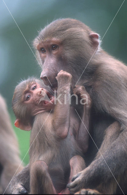 Hamadryas Baboon (Papio hamadryas)