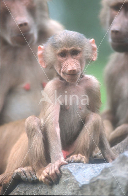 Hamadryas Baboon (Papio hamadryas)