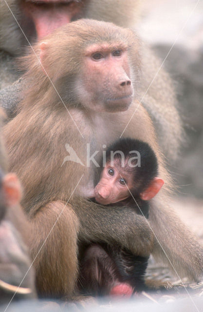 Hamadryas Baboon (Papio hamadryas)