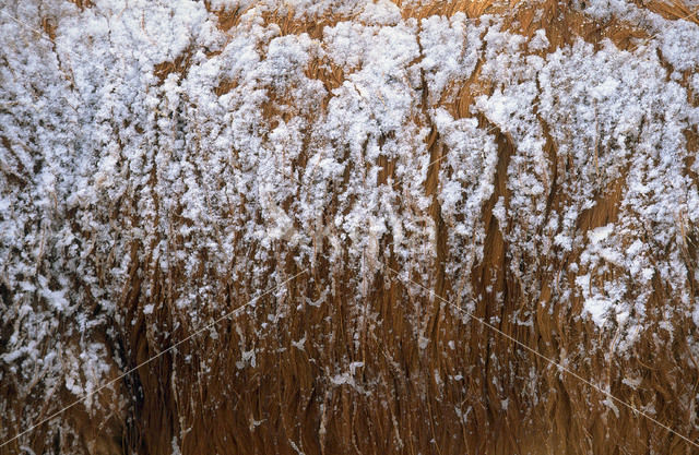 Highland Cow (Bos domesticus)