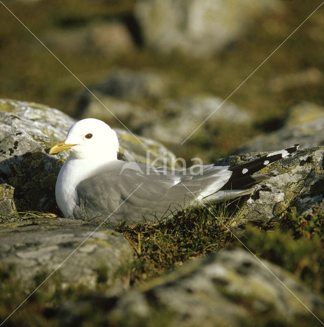 Stormmeeuw (Larus canus)