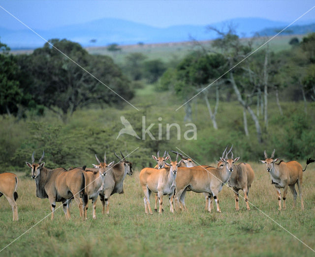 Common Eland (Tragelaphus oryx)