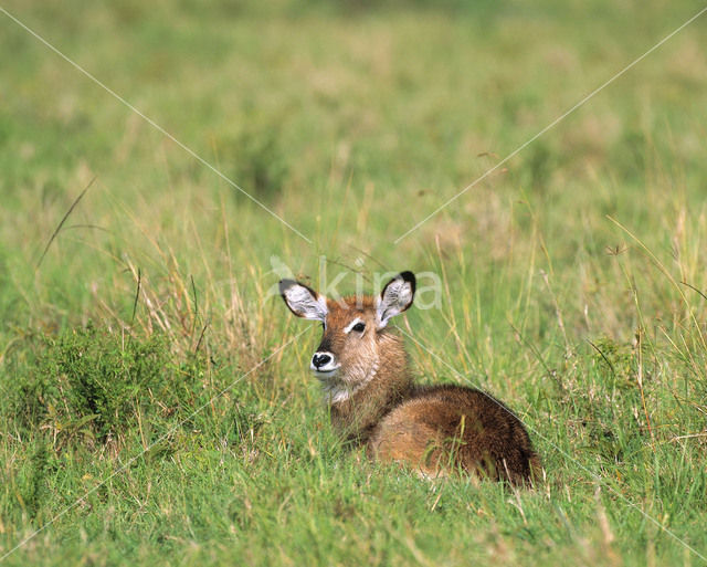 Defassa waterbok (Kobus defassa)