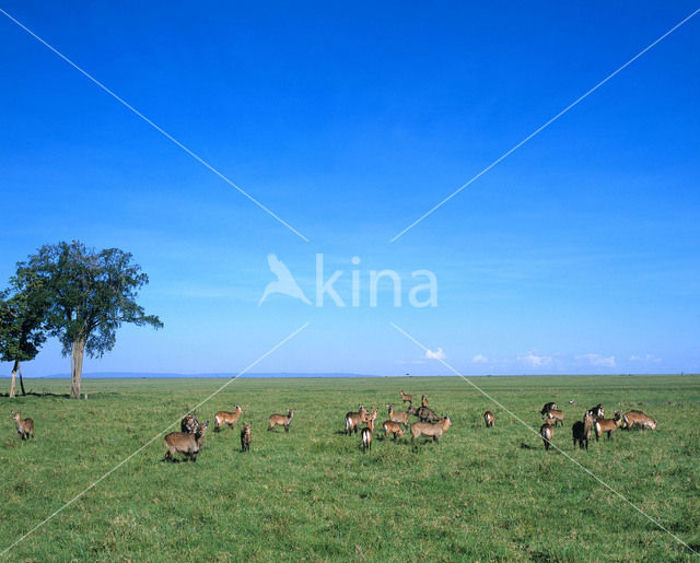 Defassa Waterbuck (Kobus defassa)