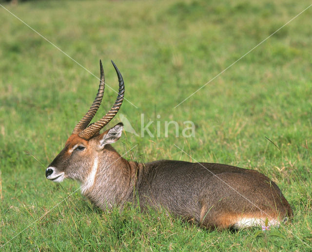 Defassa Waterbuck (Kobus defassa)