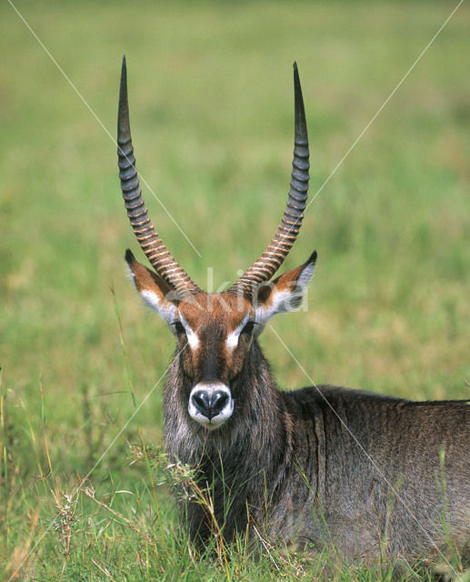 Defassa waterbok (Kobus defassa)