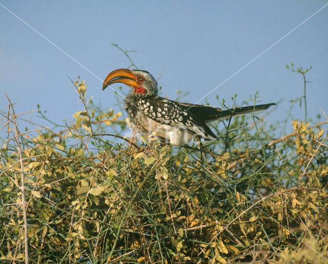 Yellow-billed Hornbill (Tockus flavirostris)