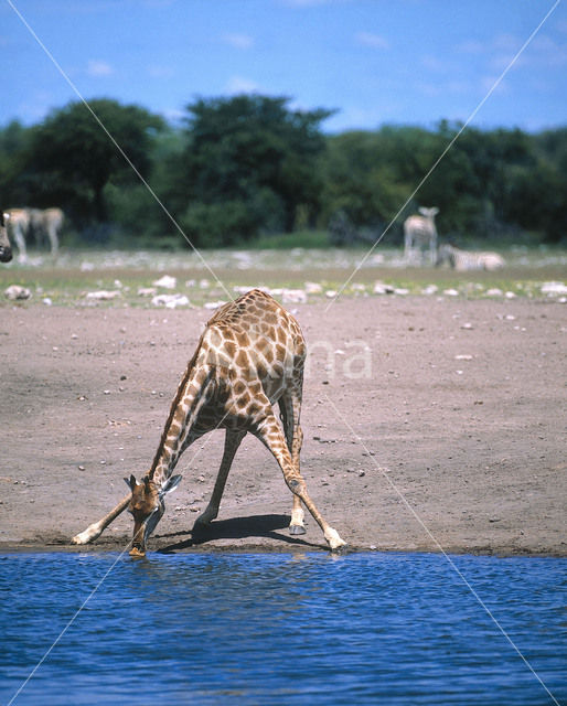 Giraffe (Giraffa camelopardalis)