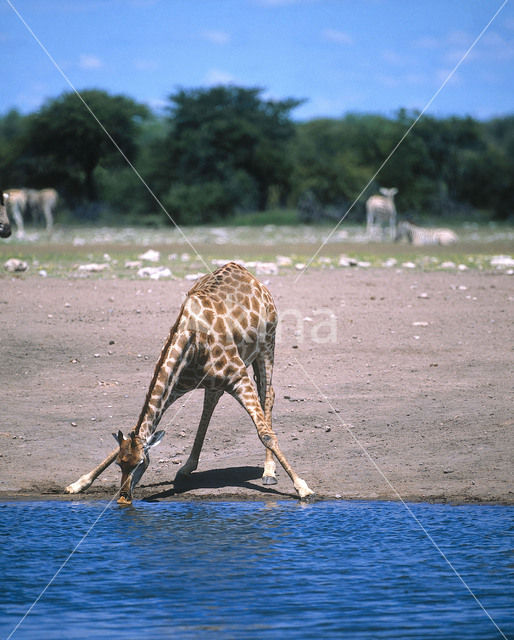 Southern giraffe (Giraffa camelopardalis)