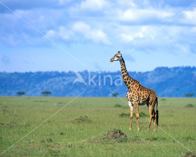 Giraffe (Giraffa camelopardalis)