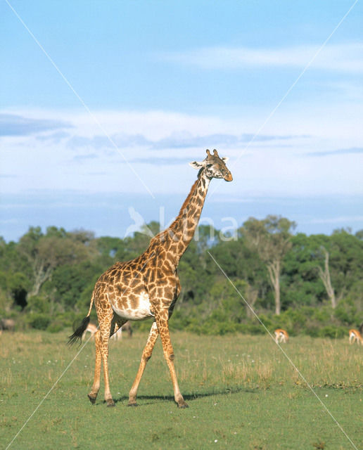 Southern giraffe (Giraffa camelopardalis)