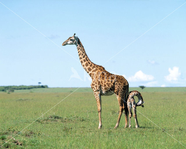 Giraffe (Giraffa camelopardalis)