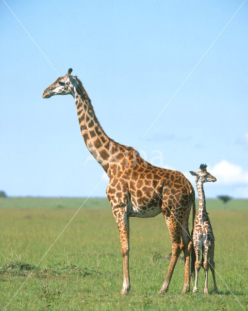 Southern giraffe (Giraffa camelopardalis)