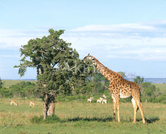 Southern giraffe (Giraffa camelopardalis)