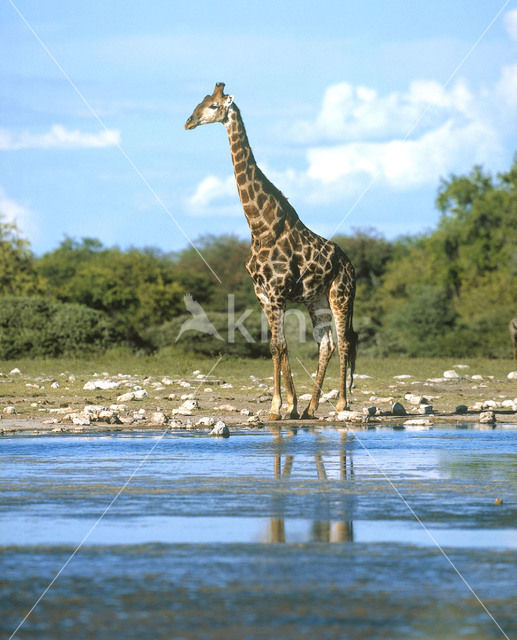 Southern giraffe (Giraffa camelopardalis)