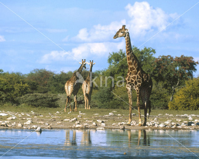 Giraffe (Giraffa camelopardalis)