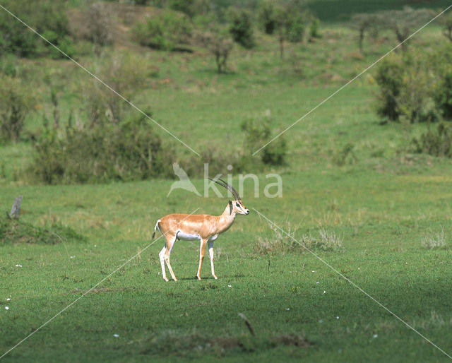 Grant’s Gazelle (Nanger granti)