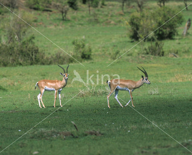 Grant’s Gazelle (Nanger granti)