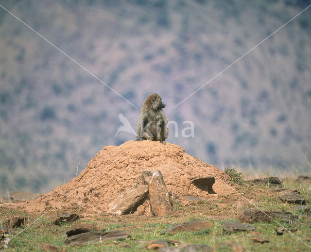 Olive baboon (Papio anubis)