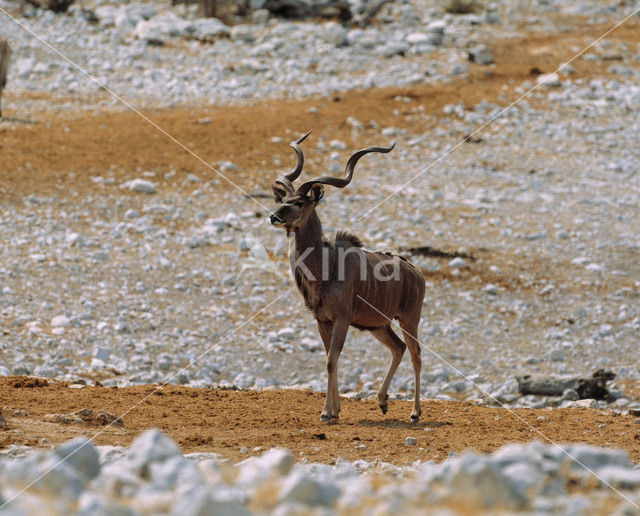 Grote koedoe (Tragelaphus strepsiceros)