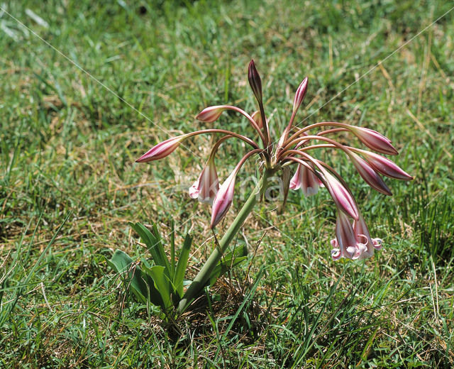 Haaklelie (Crinum macowanii)