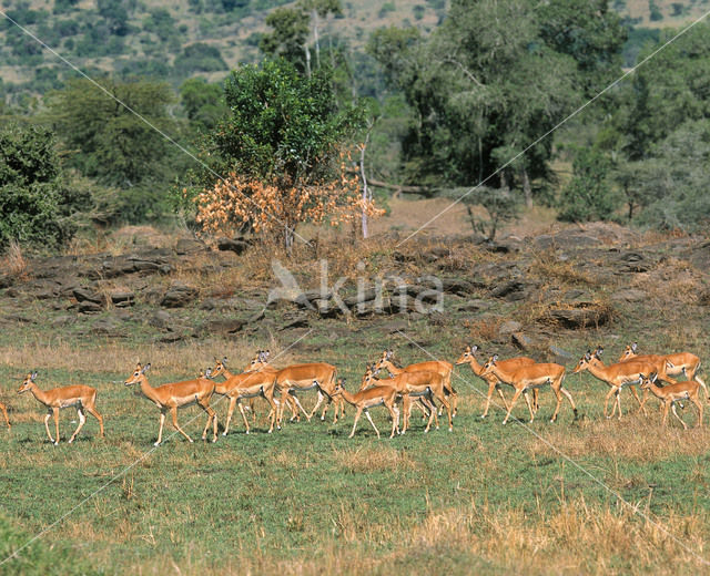 Impala