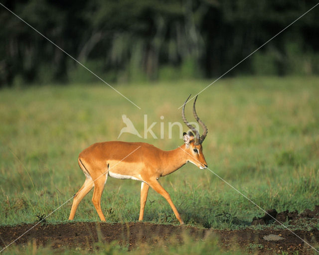 Impala (Aepyceros melampus)