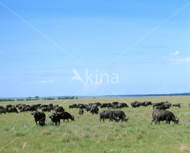 Kaapse buffel (Syncerus caffer)