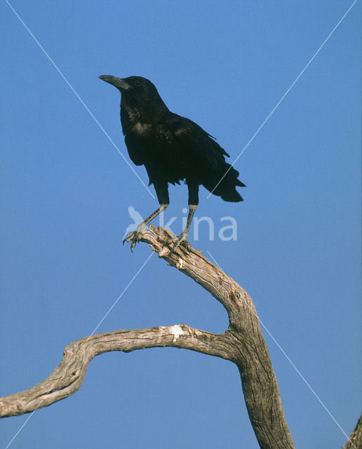 Kaapse Roek (Corvus capensis)