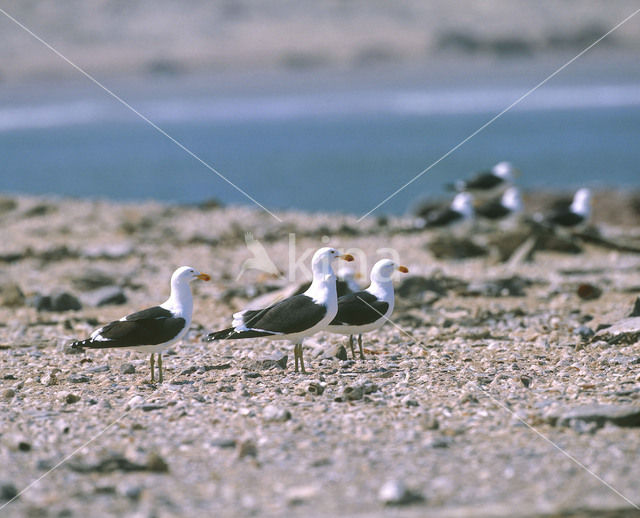 Southern black-backed gull