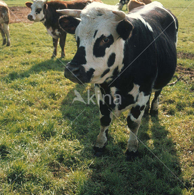 Koe (Bos domesticus)