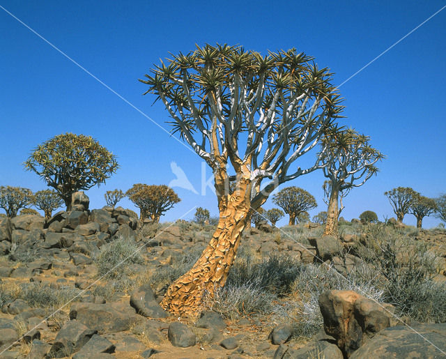 Kokerboom (Aloe dichotoma)