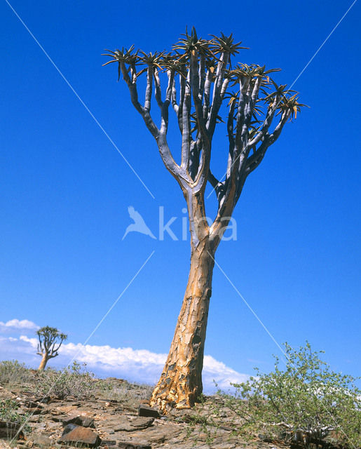 Kokerboom (Aloe dichotoma)