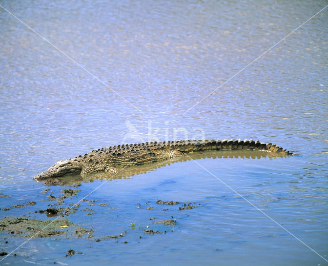 Nijlkrokodil (Crocodylus niloticus)