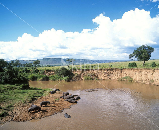 Nijlpaard (Hippopotamus amphibius)