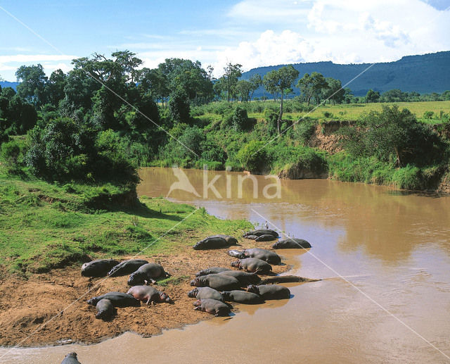 Nijlpaard (Hippopotamus amphibius)