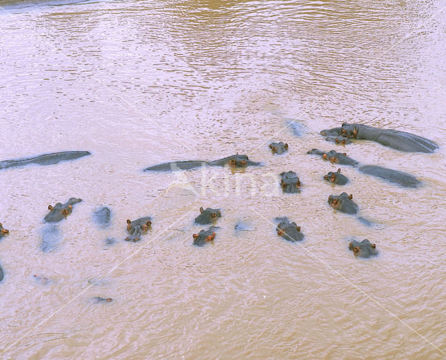 Nijlpaard (Hippopotamus amphibius)