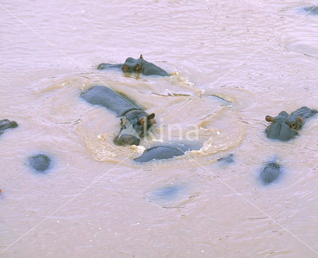 Hippopotamus (Hippopotamus amphibius)