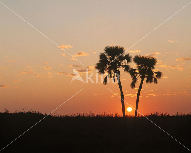 Fan Palm (Hyphaene ventricosa)