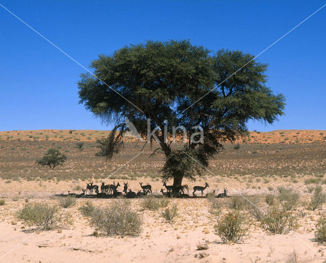 Springbok (Antidorcas marsupialis)