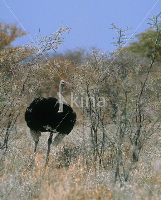 Struisvogel (Struthio camelus)